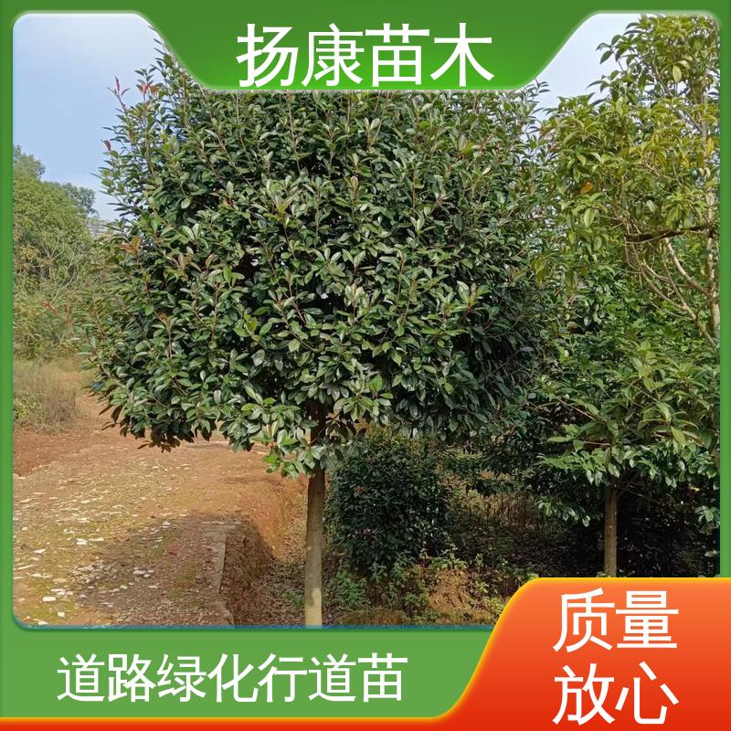 扬康苗木 基地供应 小楠 城市景观绿化树 观赏价值高