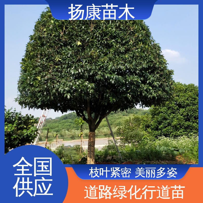 扬康苗木 基地供应 丛生香樟苗 绿化工程改造苗 树形丰富 成活率高