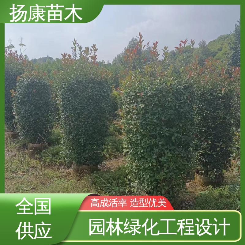 扬康苗木 红叶南栓 园林绿化工程设计 高端大气美观