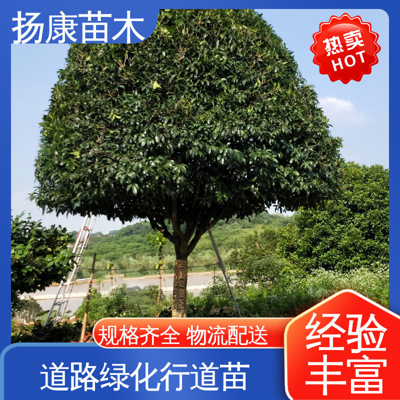 扬康苗木 全冠香樟 城市景观绿化树 枝叶紧密 美丽多姿