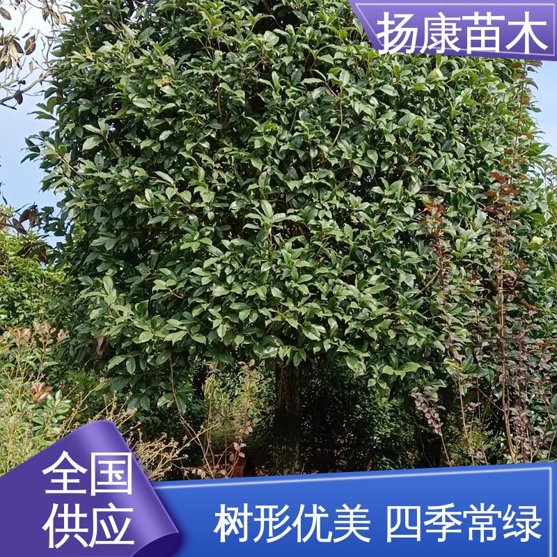 扬康苗木 丛生香樟树 城市景观绿化树 造型优美 易成活
