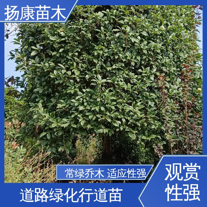 扬康苗木 移植香樟 城市景观绿化树 适用性强 规格齐全