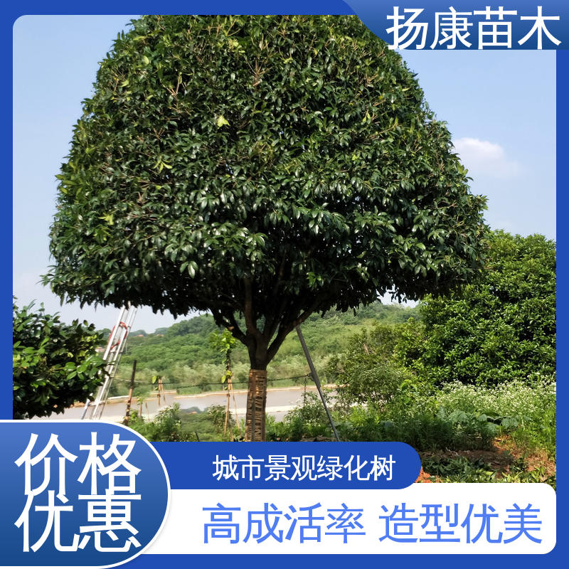 扬康苗木 丛生香樟苗 庭院小区绿化造景树 精致美丽 易成活