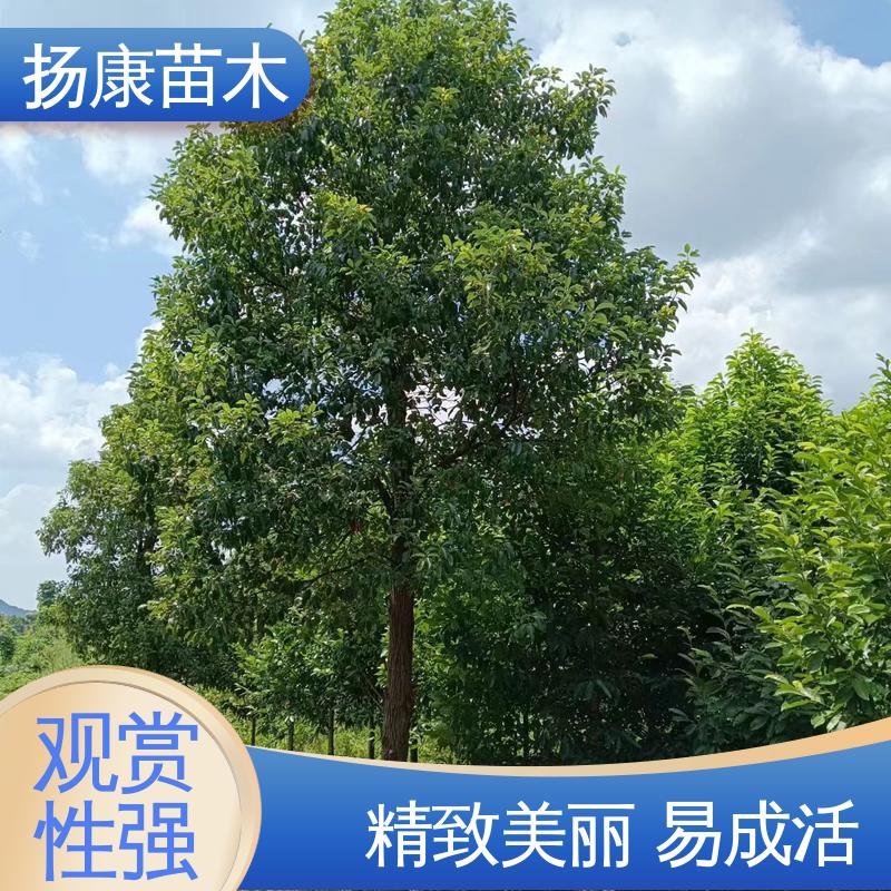 扬康苗木 基地供应 丛生香樟苗 园林绿化专用树 树形丰富 成活率高