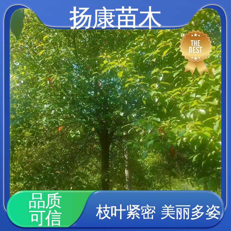 扬康苗木 基地供应 截杆移植香樟 绿化工程专用苗 造型优美 易成活