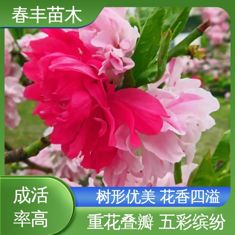 春丰苗木 基地现挖 粉花山碧桃30元打土球上车 颜色鲜艳 花色多样