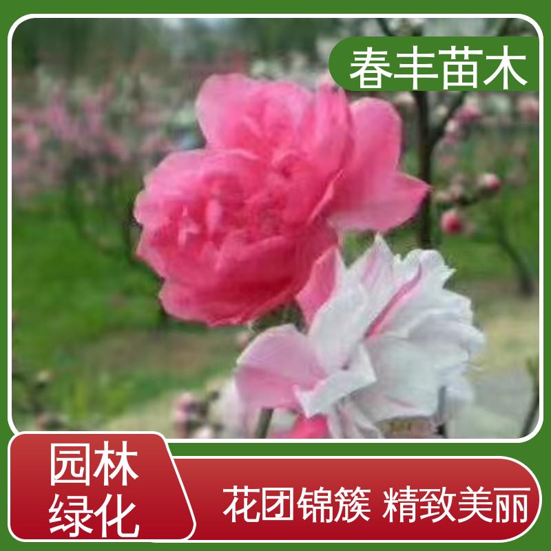 春丰苗木 基地供应 粉菊花桃30元打土球上车 规格齐全 品种纯正