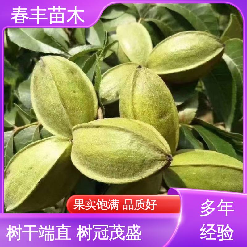 春丰苗木 美国核桃树1-3年 品种纯正 移栽种植 高存活率