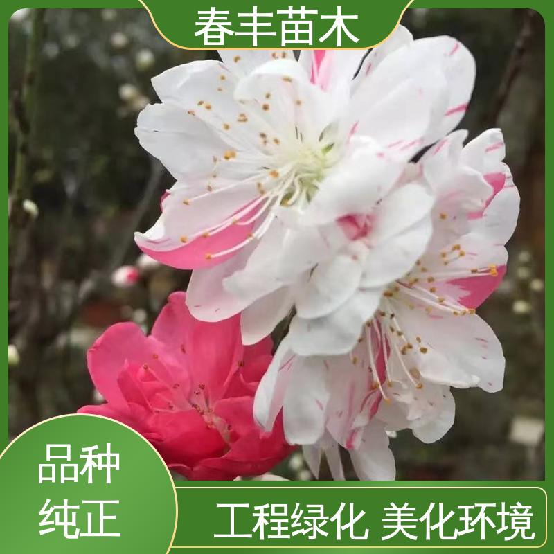 春丰苗木 基地现挖 粉花碧桃6-8公分 重花叠瓣 效果佳