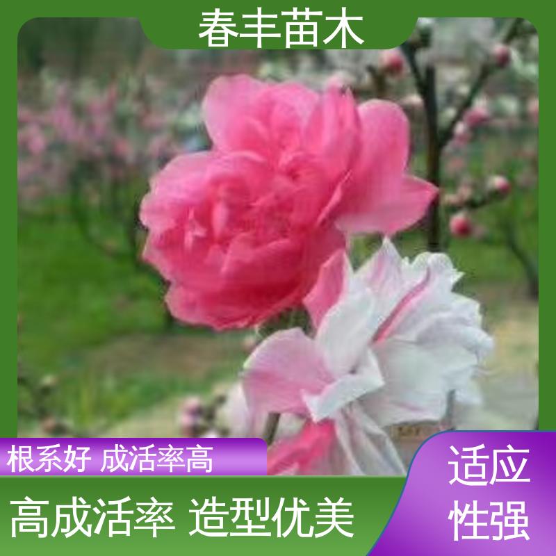 春丰苗木 基地现挖 绯桃树 8-10公分 颜色鲜艳 花色多样