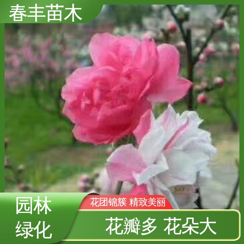 春丰苗木 基地现挖 垂枝桃花5-9公分 质量合格 一条龙培育