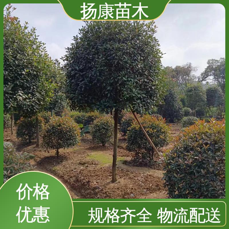 扬康苗木 基地供应 红叶南栓 绿化工程行道树 高端大气美观