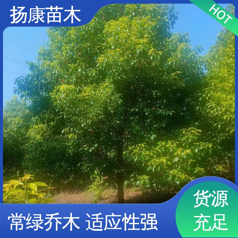 扬康苗木 基地供应 18公分香樟 绿化工程专用苗 造型优美 易成活