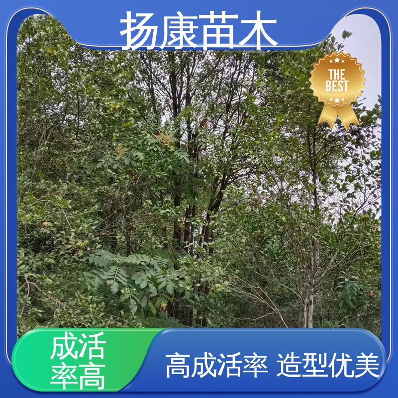 扬康苗木 15公分香樟 城市景观绿化树 观赏价值高