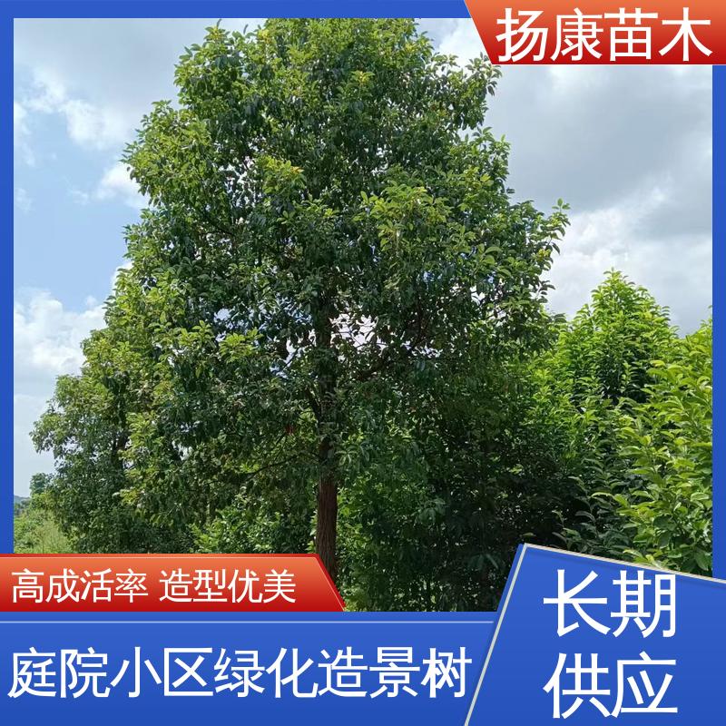 扬康苗木 基地供应 香樟批发 园林绿化专用树 高成活率 规格齐全