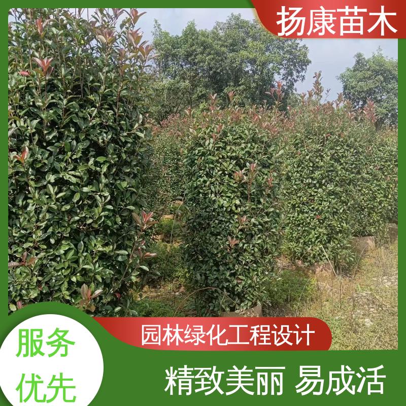 扬康苗木 纸石楠球 园林庭院造景植物 精致美丽 易成活