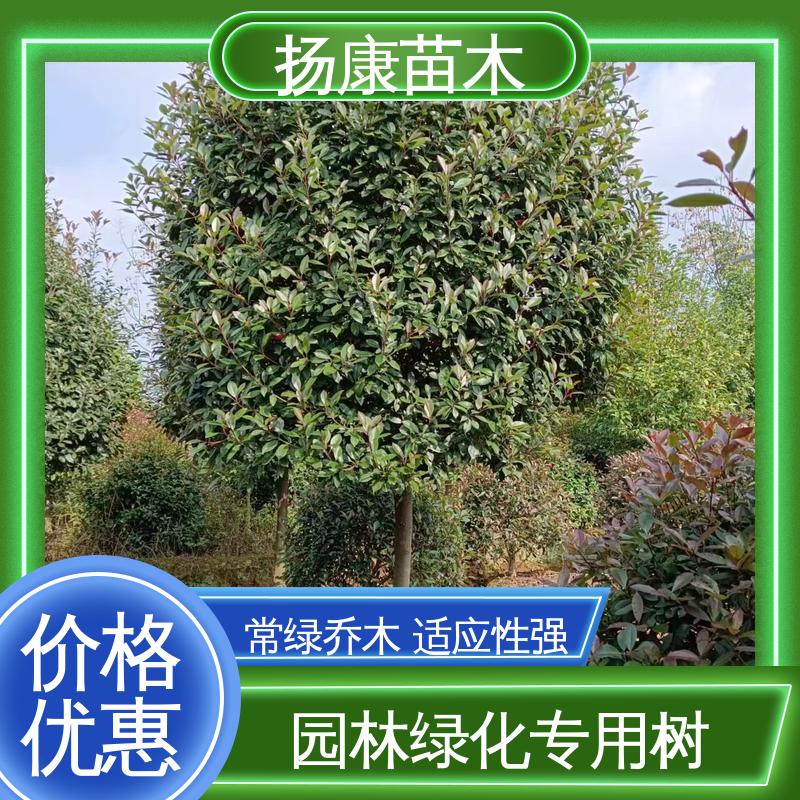 扬康苗木 红叶石楠 绿化工程行道树 高端大气美观