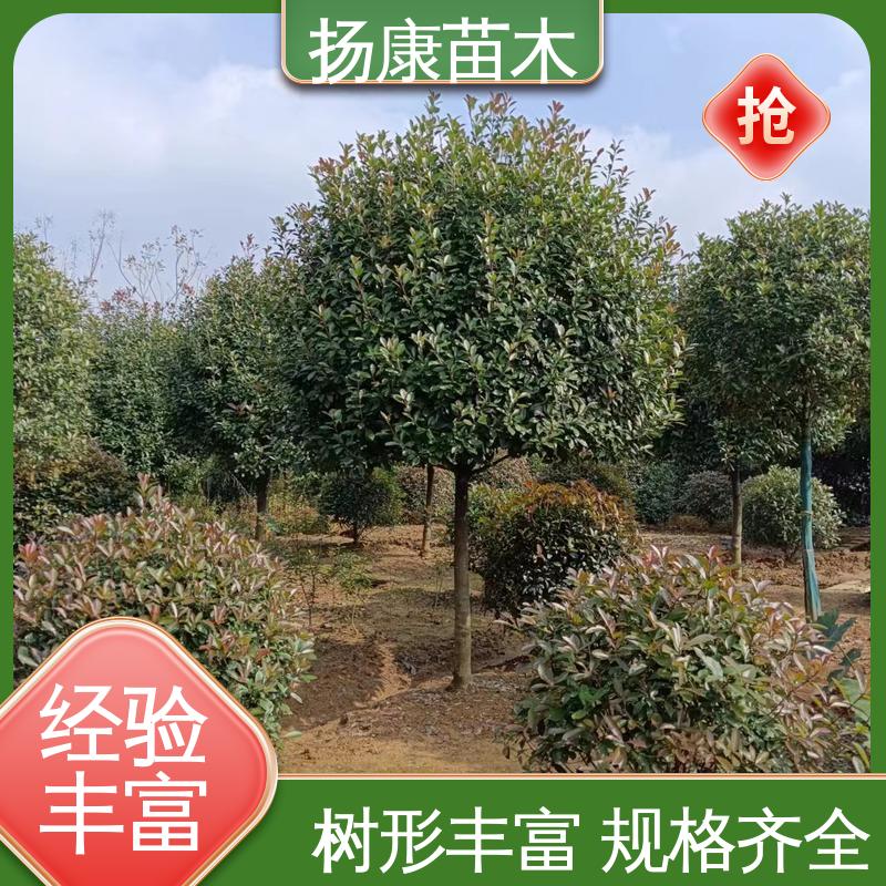 扬康苗木 小楠 庭院小区绿化造景树 树形丰富 成活率高