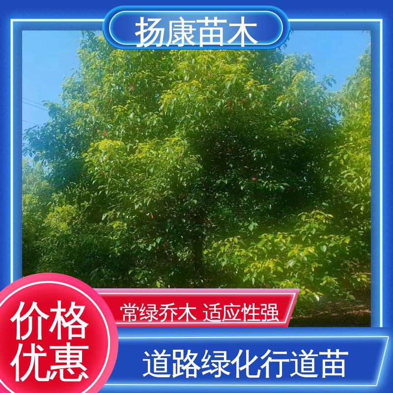 扬康苗木 15公分香樟 道路绿化行道苗 造型优美 易成活