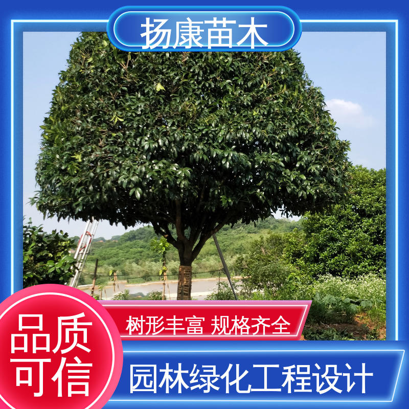 扬康苗木 20公分香樟 绿化工程行道树 树形丰富 成活率高