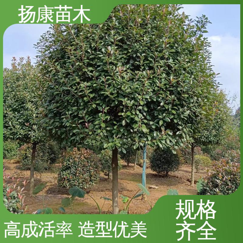 扬康苗木 红叶石楠树 城市景观绿化树 高成活率 规格齐全