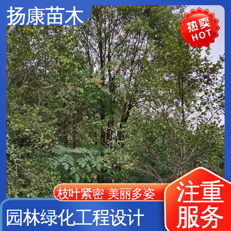扬康苗木 基地供应 丛生香樟树 园区道路绿化苗 高端大气美观