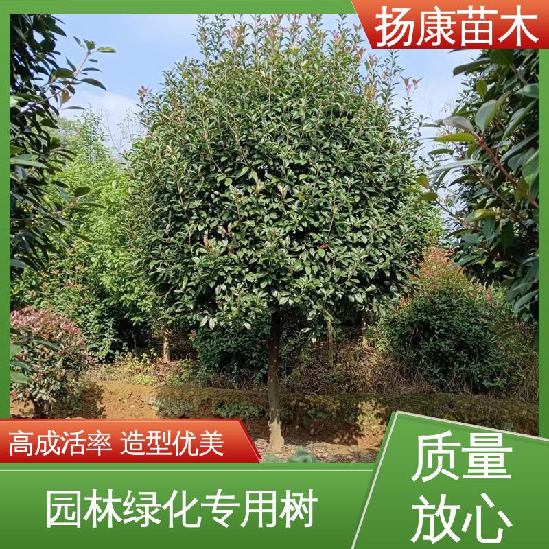 扬康苗木 基地供应 红叶石楠树 园林景区栽植 枝叶紧密 美丽多姿