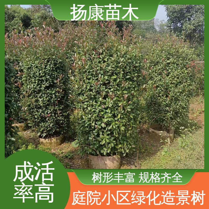 扬康苗木 红叶石楠 园区道路绿化苗 精致美丽 易成活