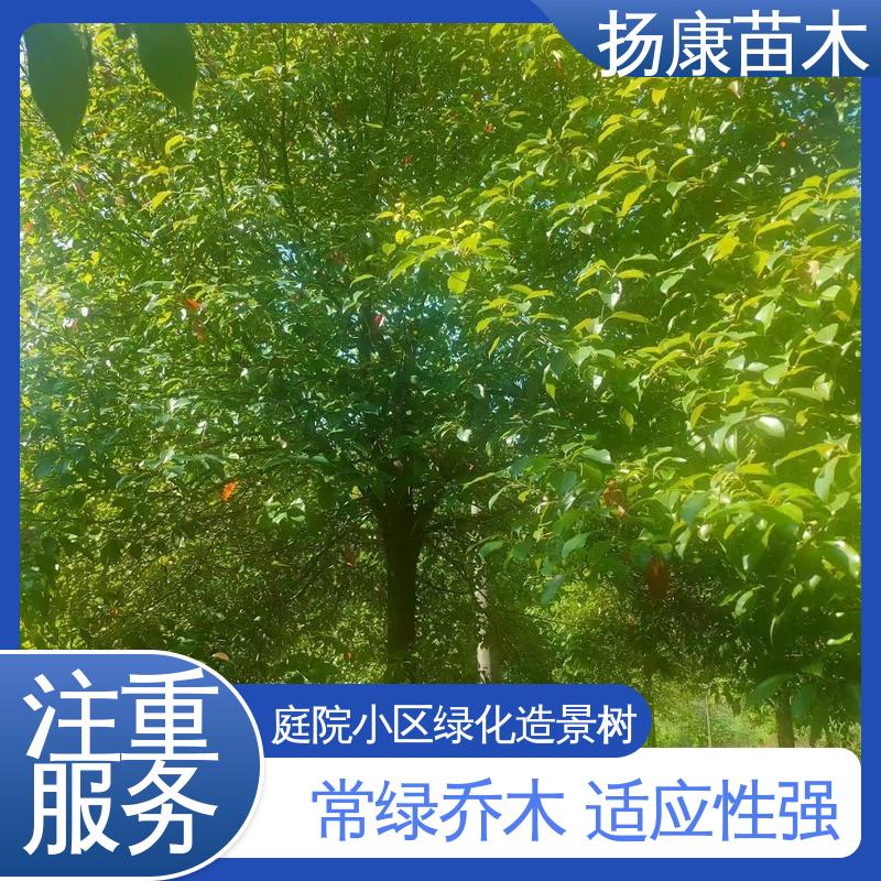 扬康苗木 基地供应 15公分香樟 园林景区栽植 精致美丽 易成活