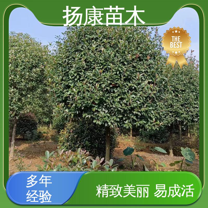 扬康苗木 纸石楠球 园区道路绿化苗 树形丰富 成活率高