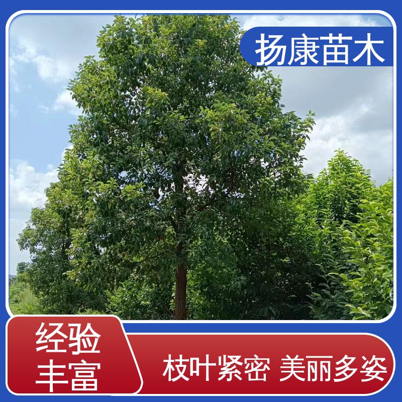 扬康苗木 移植香樟 园区道路绿化苗 树形丰富 成活率高
