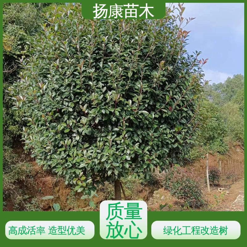 扬康苗木 基地供应 小楠 园林庭院造景植物 适用性强 规格齐全