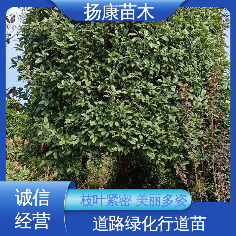 扬康苗木 基地供应 湖 南香樟 庭院小区绿化造景树 高端大气美观