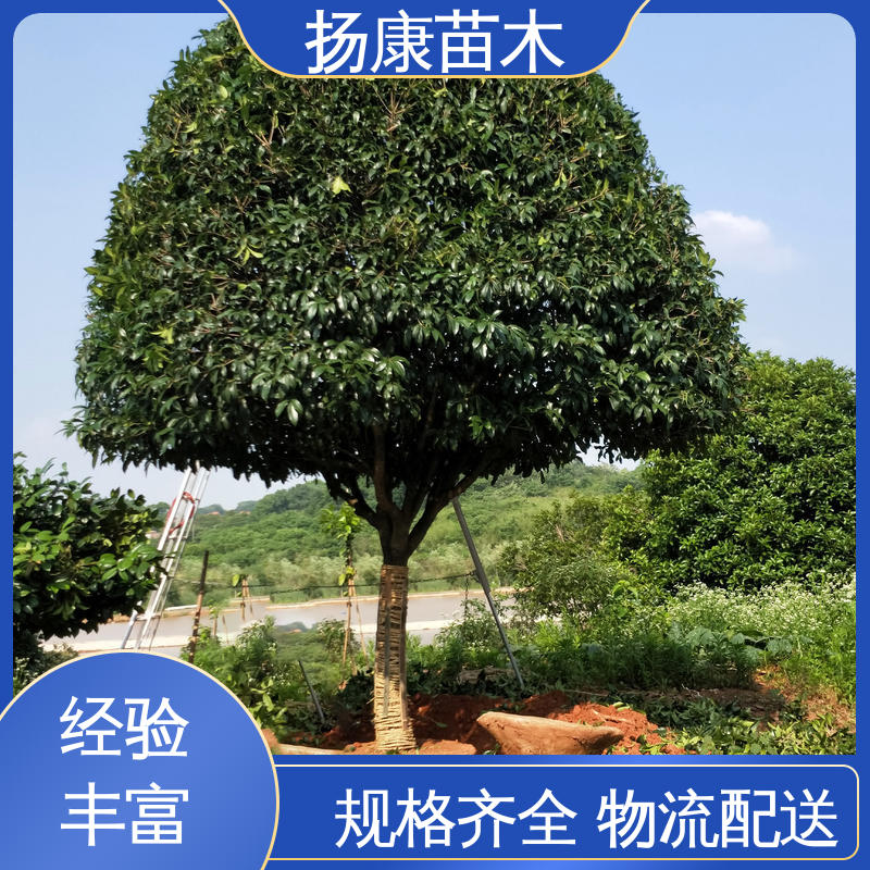 扬康苗木 基地供应 湖 南香樟 园林庭院造景植物 树形丰富 成活率高