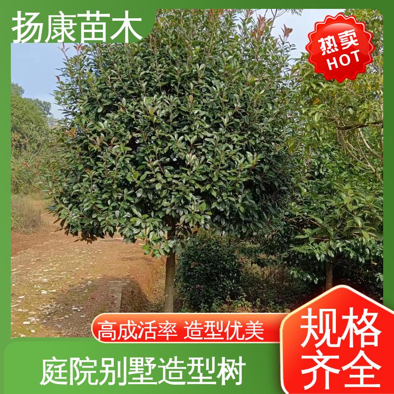 扬康苗木 基地供应 红叶石楠 绿化工程行道树 环境适应性强