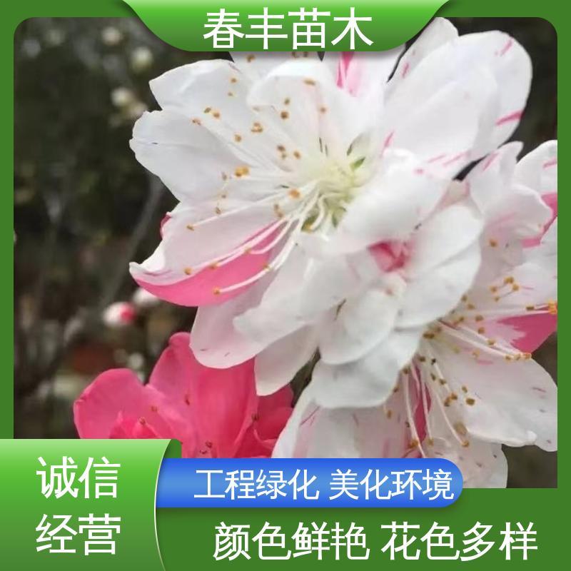 春丰苗木 基地供应 粉碧桃 8-10公分 成活率高 适应性强
