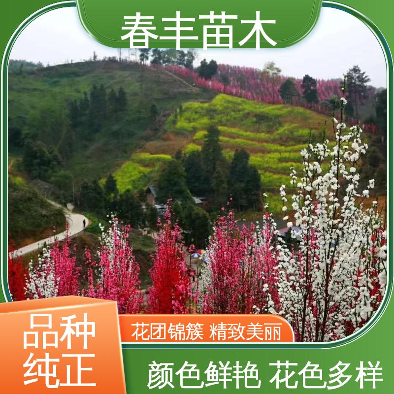 春丰苗木 基地现挖 品霞5-9公分 花叶秀丽 易成活