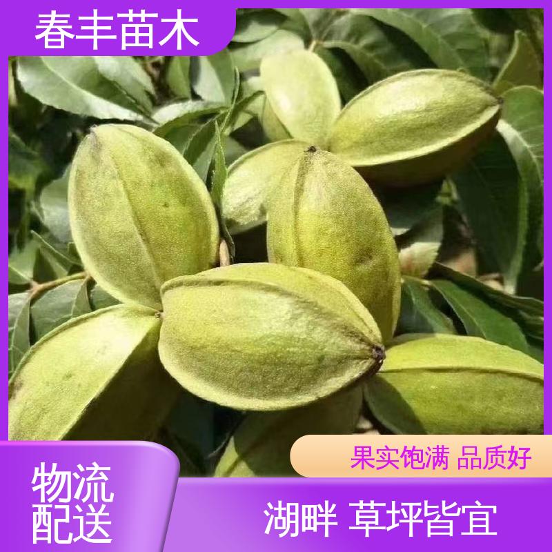 春丰苗木 美国山核桃袋装苗2元批零销售 良种培育 可孤植 丛植
