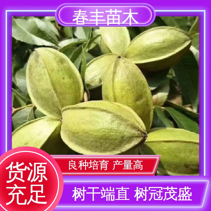 春丰苗木 美国山核桃树苗基地生产 产量高 高成活率 货源充足