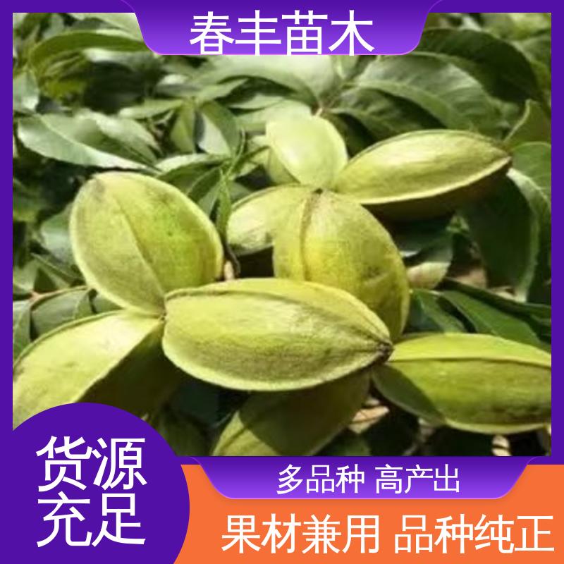春丰苗木 碧根果苗子2公分粗 高产出 根系发达 耐水湿