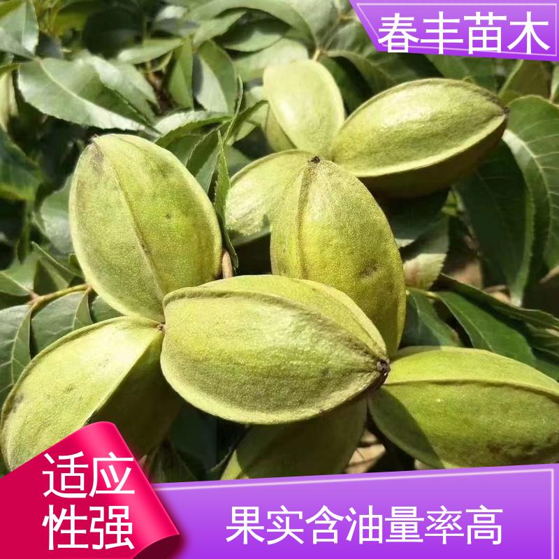春丰苗木 美国山核桃杯苗2公分粗 品种纯正 果材兼用树种