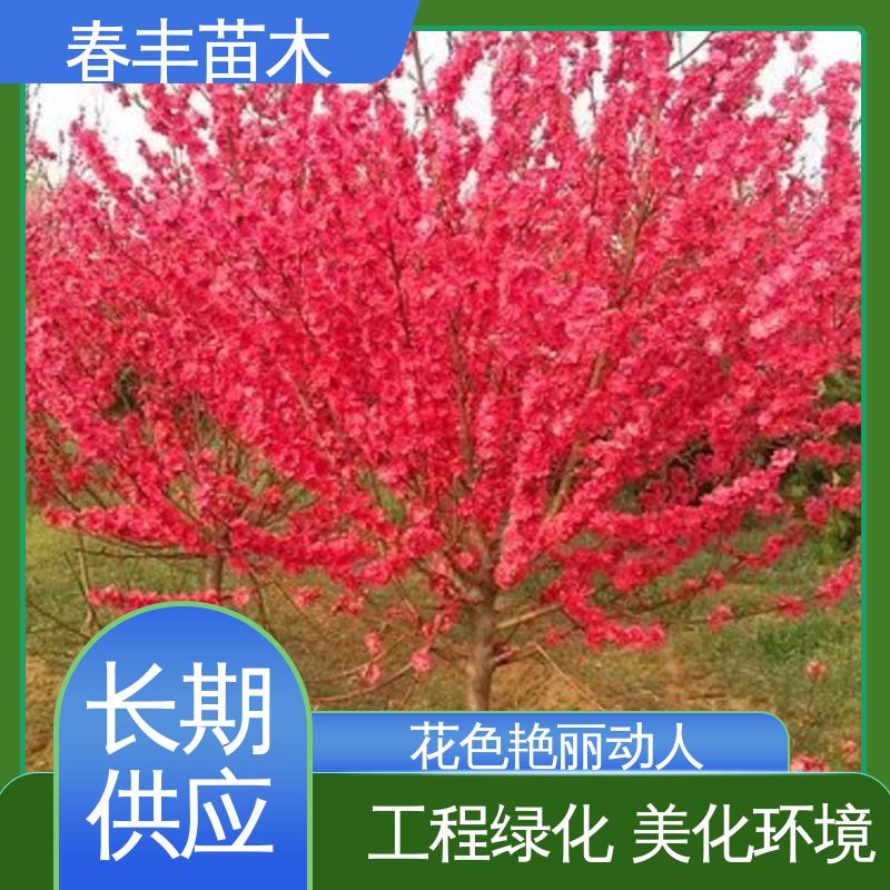 春丰苗木 基地现挖 洒红龙柱桃40元装车 移栽种植 高存活率