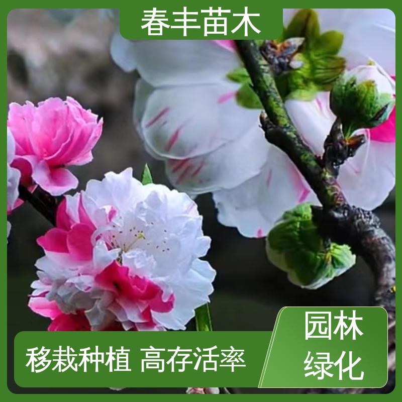 春丰苗木 基地供应 绿叶碧桃5-9公分 颜色鲜艳 花色多样
