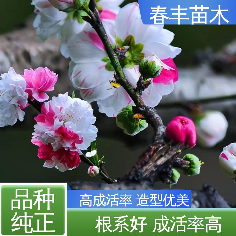 春丰苗木 基地供应 洒红龙柱 8-10公分 成活率高 适应性强