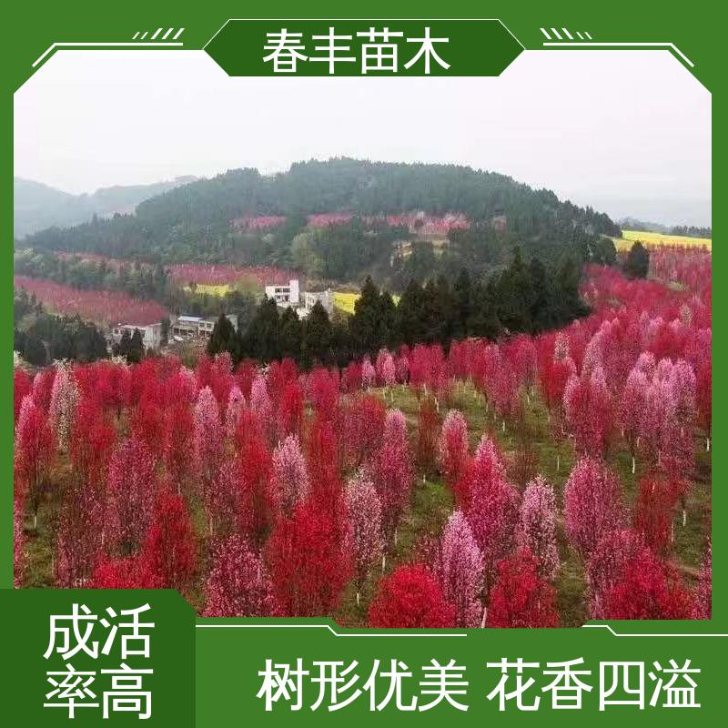 春丰苗木 基地现挖 绿化桃5-9公分 规格齐全 品种纯正