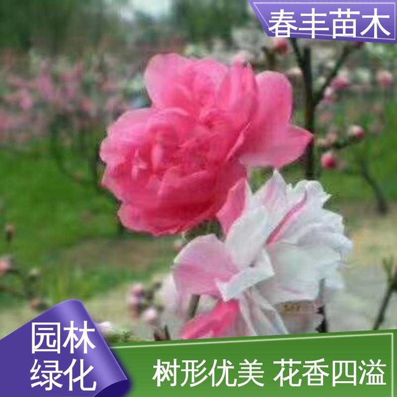 春丰苗木 基地供应 簪粉桃花30元打土球上车 规格齐全 品种纯正