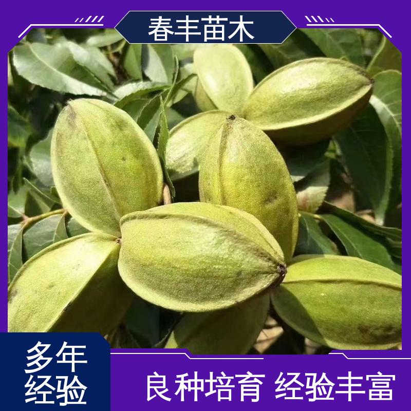 春丰苗木 美国山核桃苗子专业育苗 果实含油量高 根系发达 耐水湿