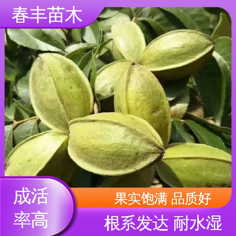 春丰苗木 碧根果树苗3元一株 产量高 成活率高 适应性强