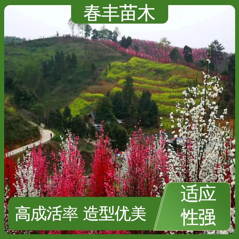 春丰苗木 基地现挖 绿花桃6-8公分 成活率高 适应性强
