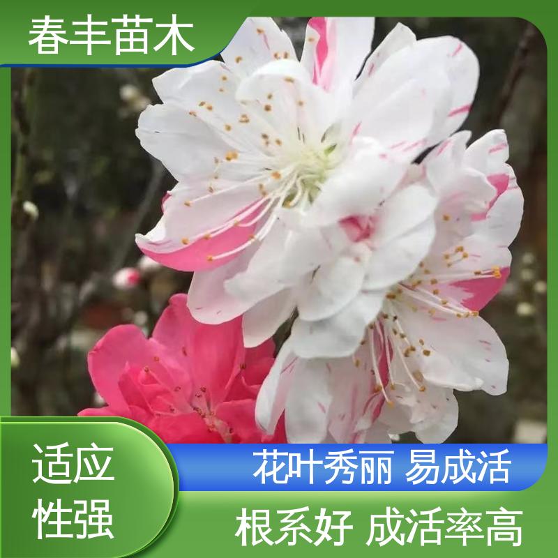 春丰苗木 基地供应 龙珠碧桃5-9公分 成活率高 适应性强